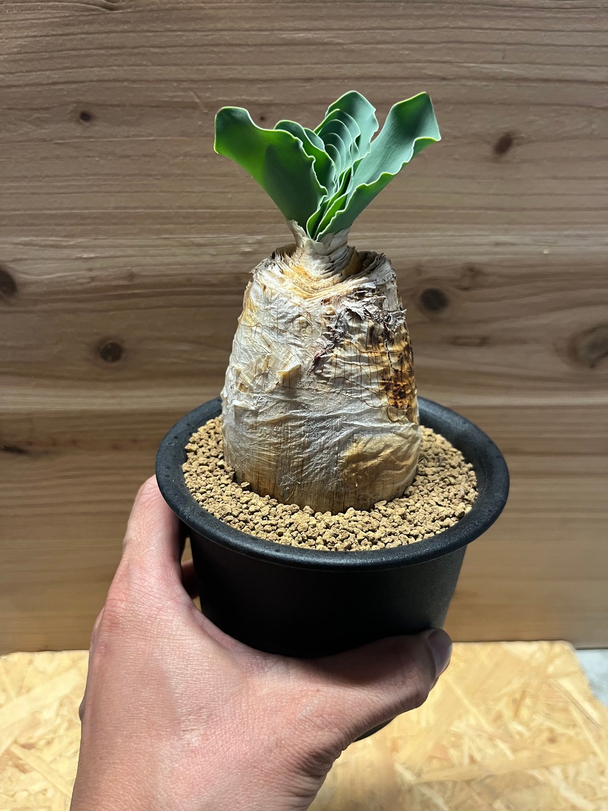 M様専用 ブーファン ハエマンソイデス | GREEN LUCK