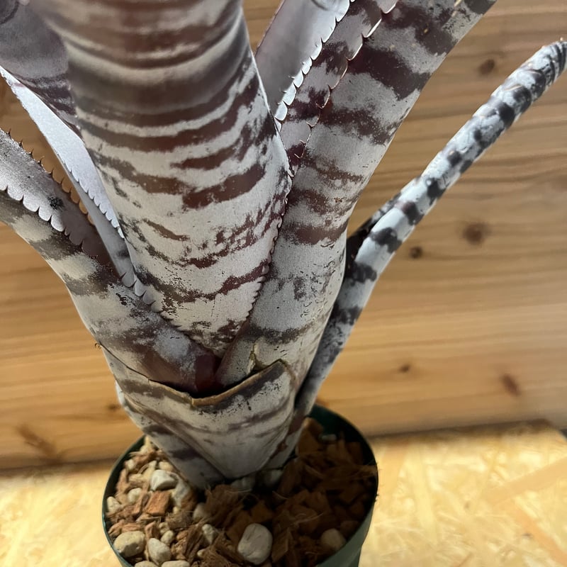 エクメア チャンティニー ブラックアイス | GREEN LUCK