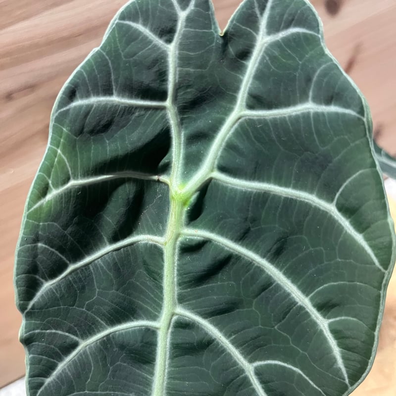 アロカシア ワトソニアナ 大株 アロカシア ワトソニアナ 'ブラック' | GREEN LUCK