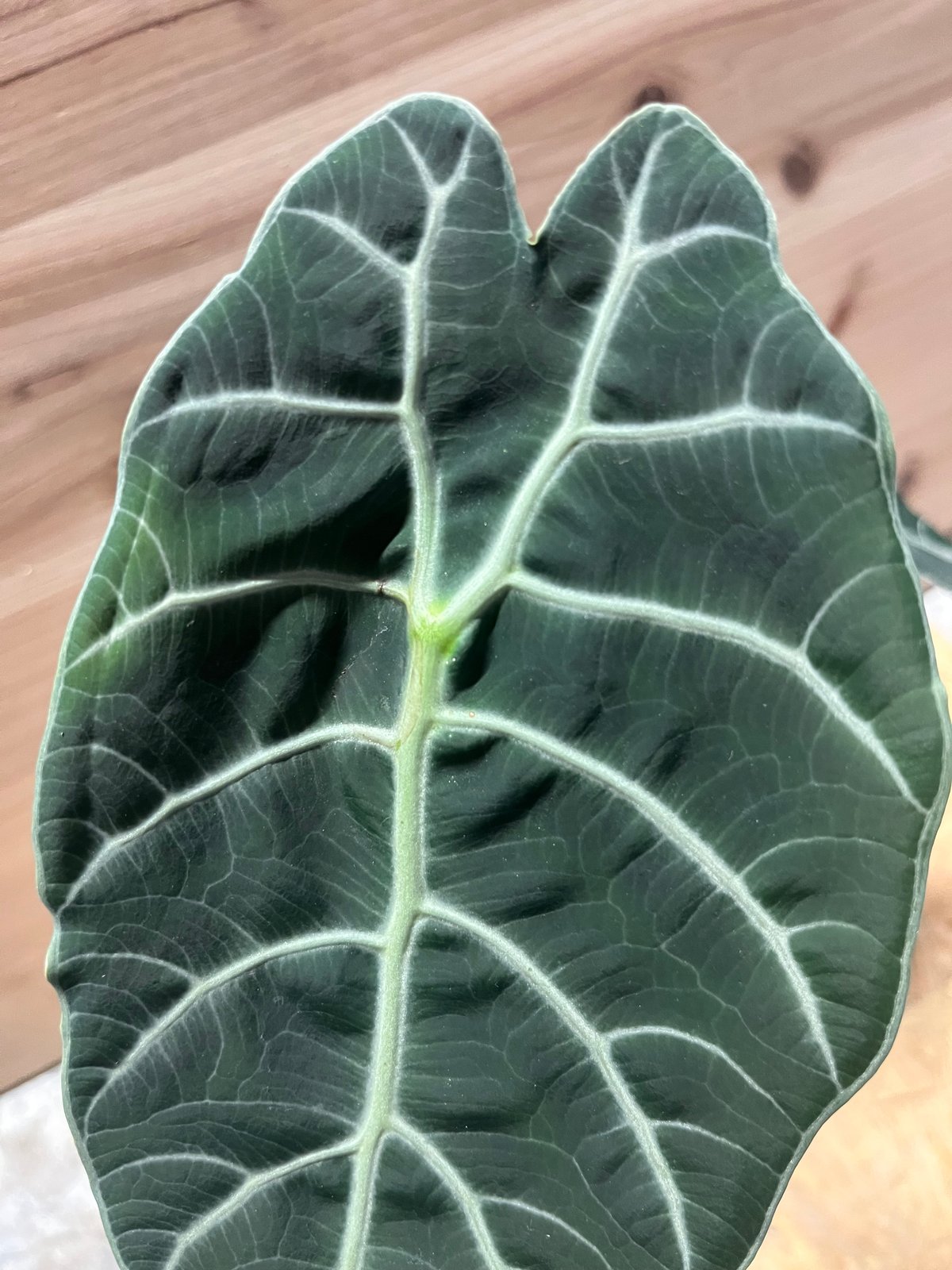 アロカシア ワトソニアナ 'ブラック' | GREEN LUCK