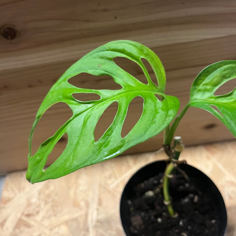 黄斑モンステラ アダンソニー マドカズラ | GREEN LUCK