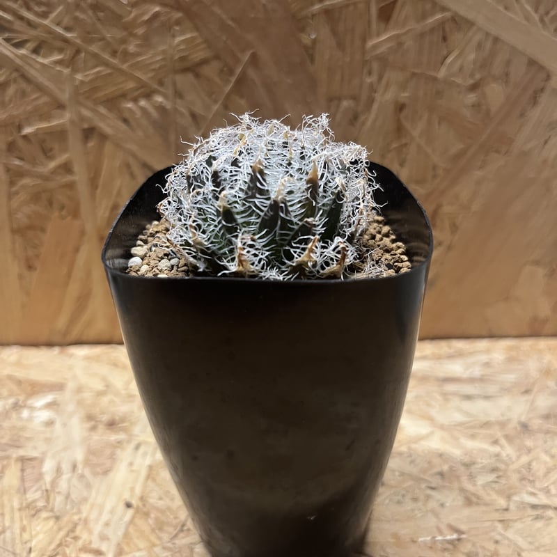 ハオルチア ギガス | GREEN LUCK