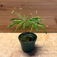 エクメア コレイア アラウジョイ | GREEN LUCK