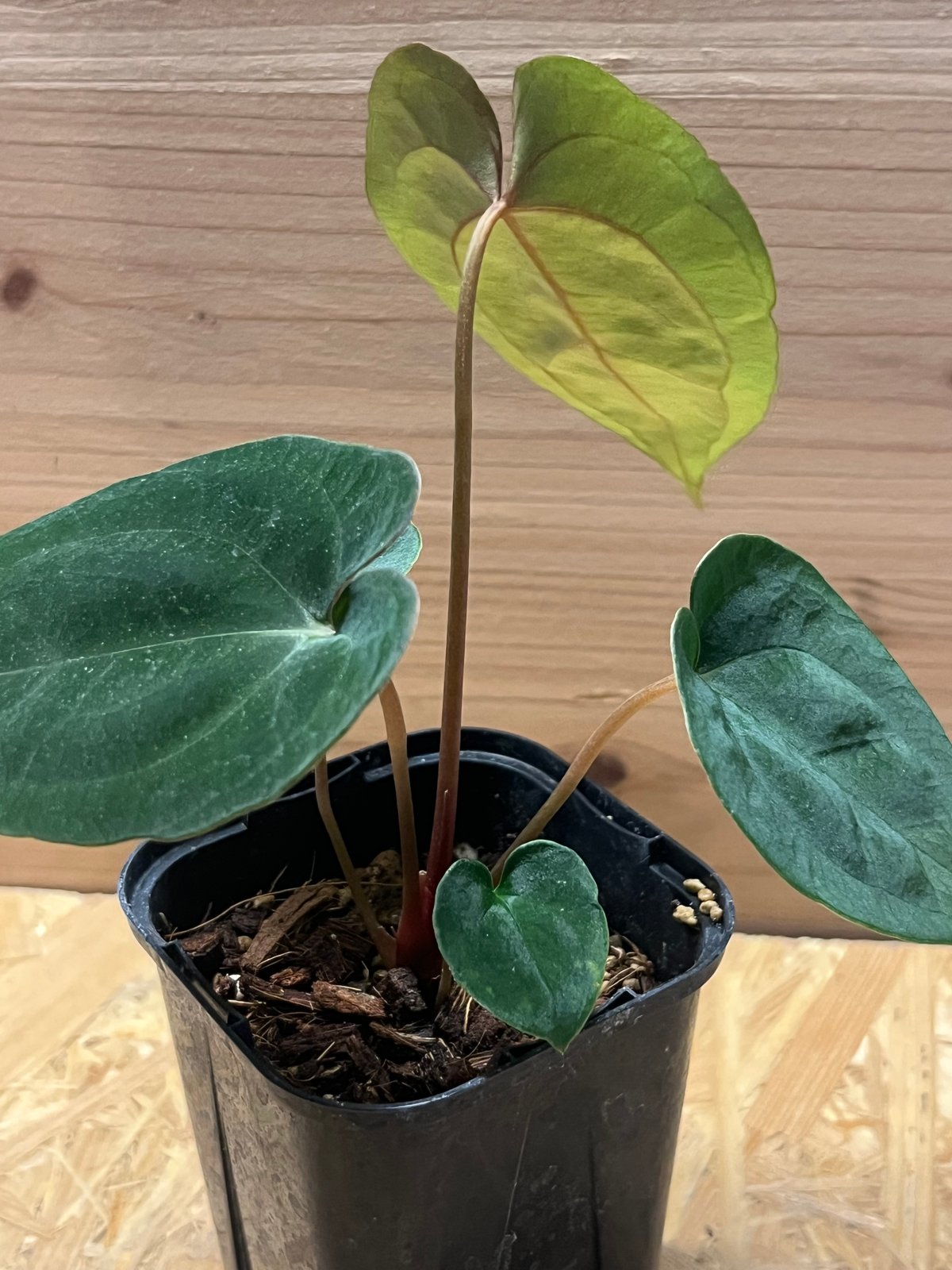 アンスリウム　(パピリラミナム × サブシグナツム) x ポーティラエ アンスリウム (パピリラミナム × サブシグナツム) x