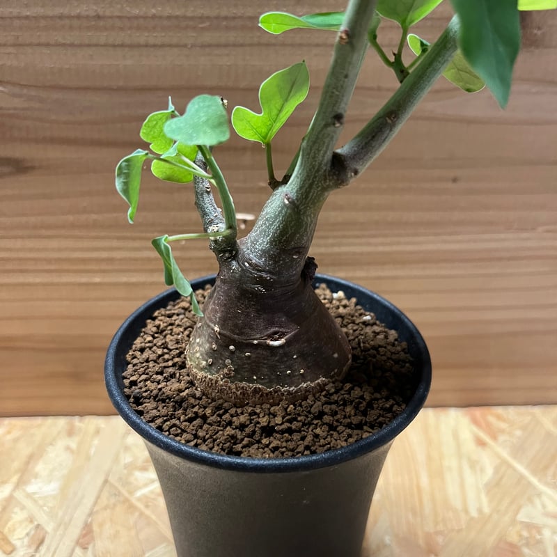 アデニア スピノーサ | GREEN LUCK