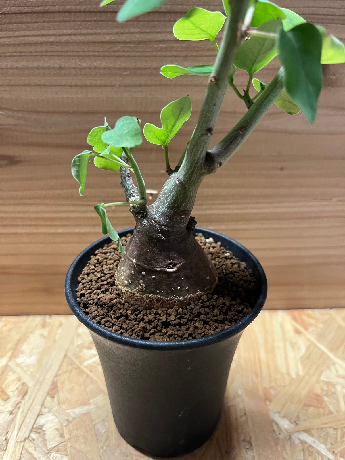 アデニア スピノーサ | GREEN LUCK