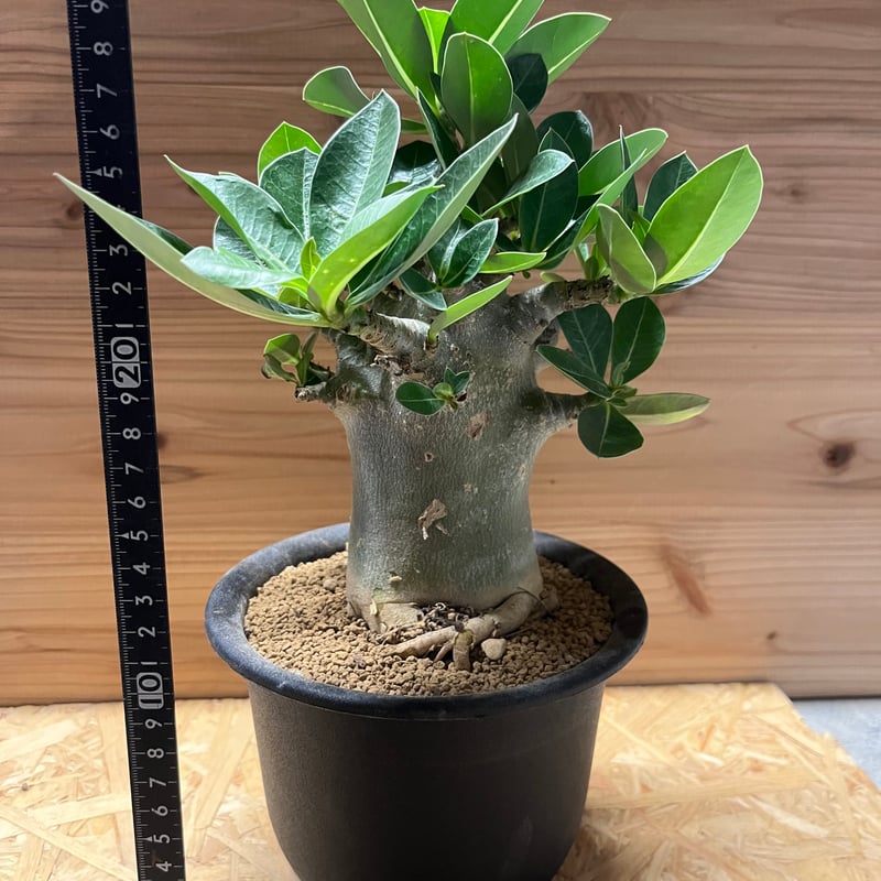 S.K.C　PA56,58,59　アデニウム　アラビカム S.K.C様専用 PA56,58,59 アデニウム アラビカム