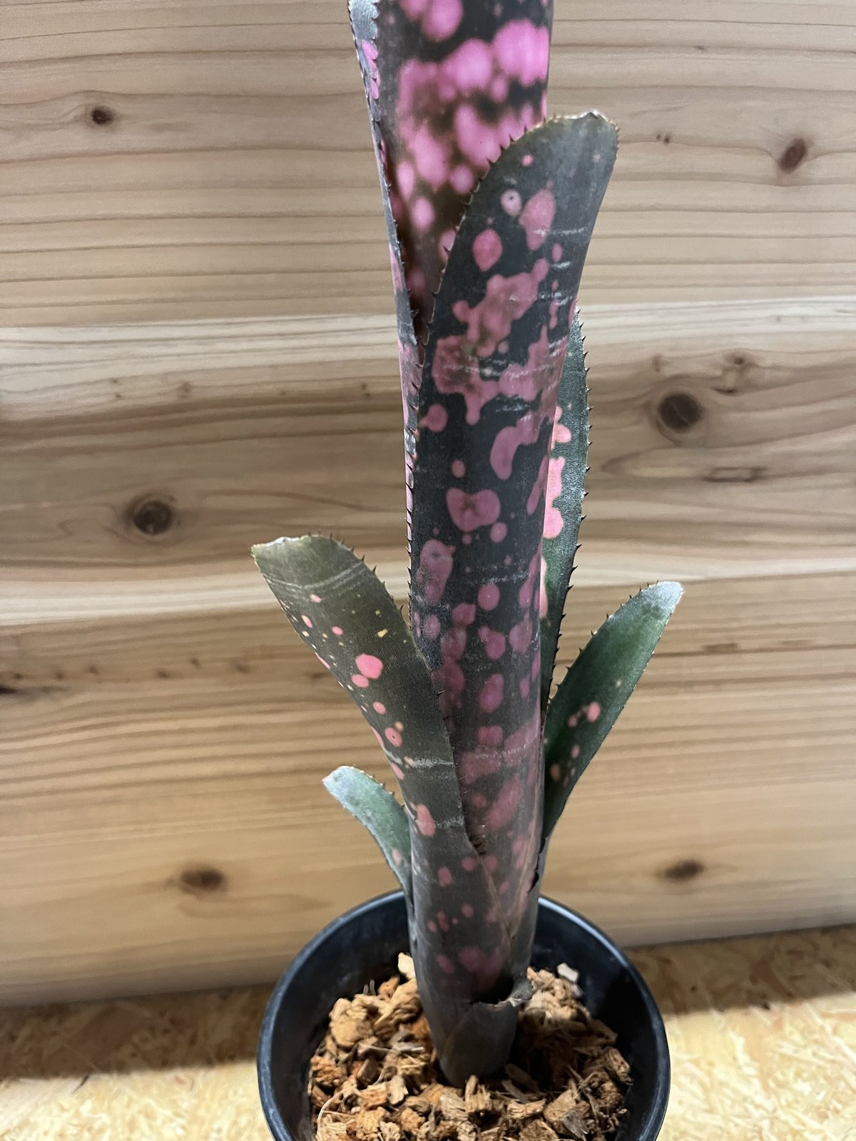 よしさん専用　ビルベルギア インセンディアリーデライト 子株 よしさん専用 ビルベルギア インセンディアリーデライト 子株