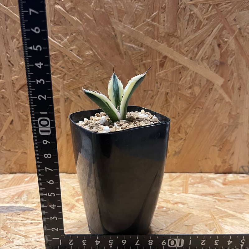 アガベ チタノタ スナグルトゥース | GREEN LUCK