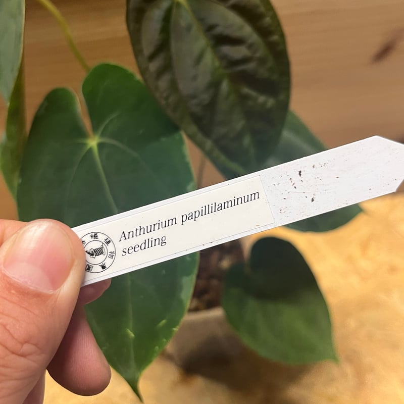 アンスリウム パピリラミナム シーディング | GREEN LUCK