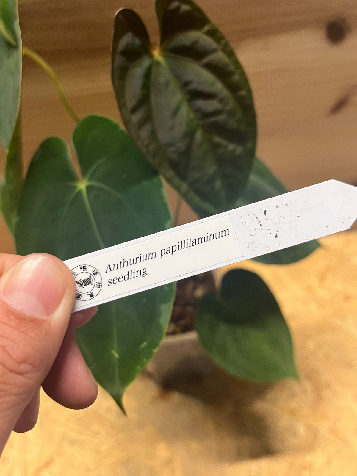 Anthurium papillilaminum アンスリウム パピリラミナム TGK-r40206- / Anthurium papillilaminum 'Variegated