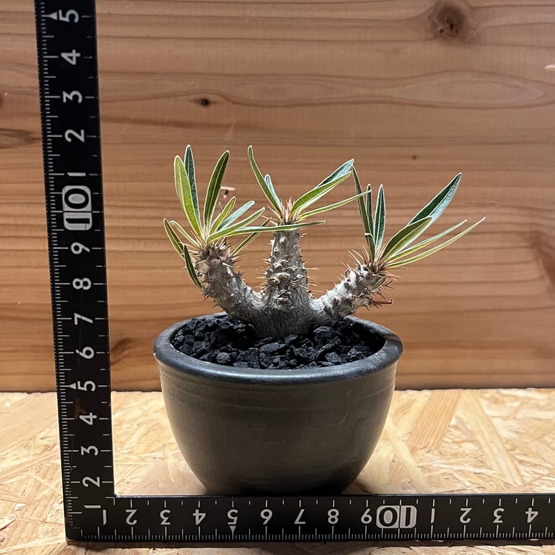 パキポディウム グラキリス×伝市鉢 | GREEN LUCK