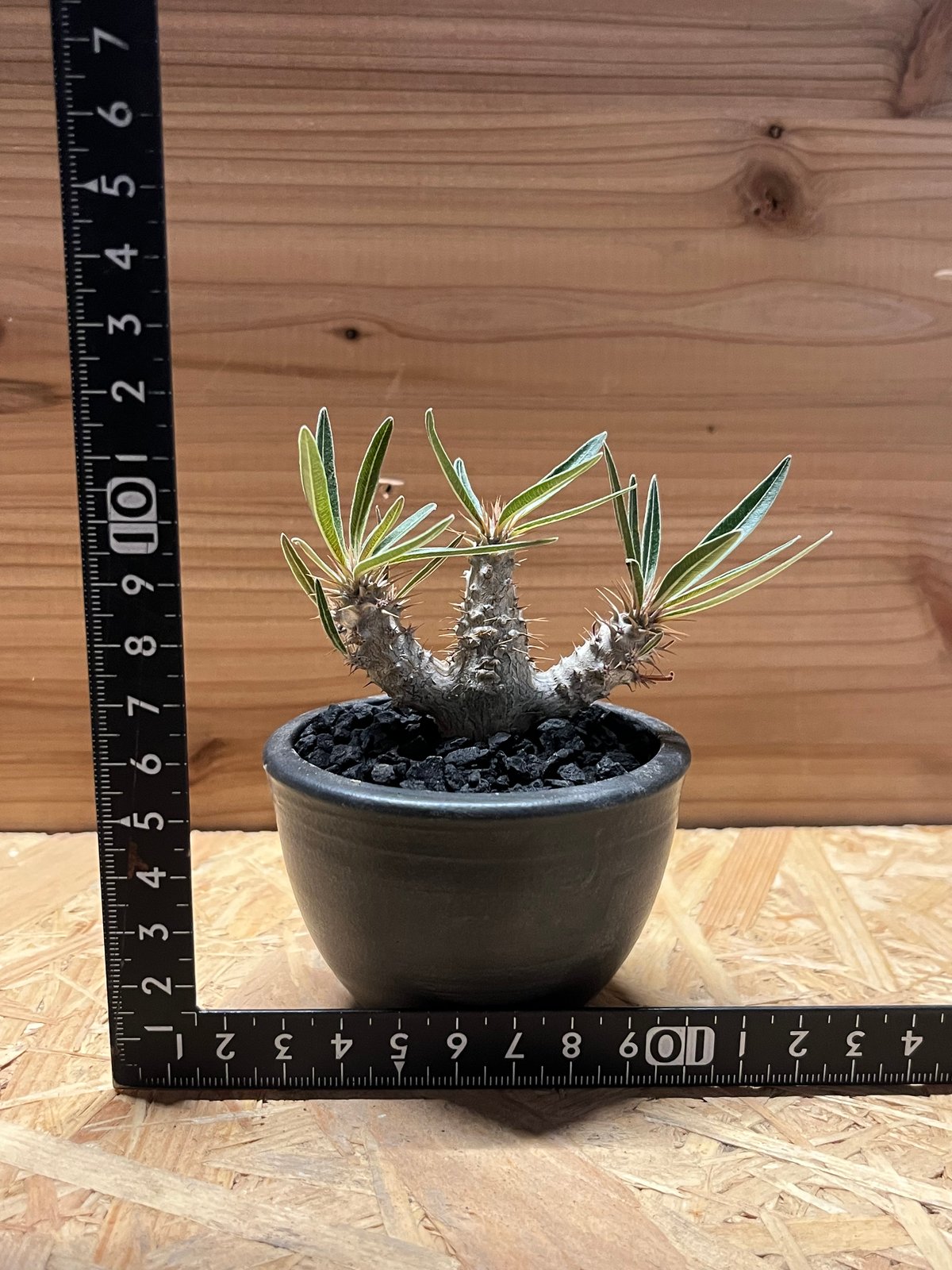 パキポディウム グラキリス×伝市鉢 | GREEN LUCK