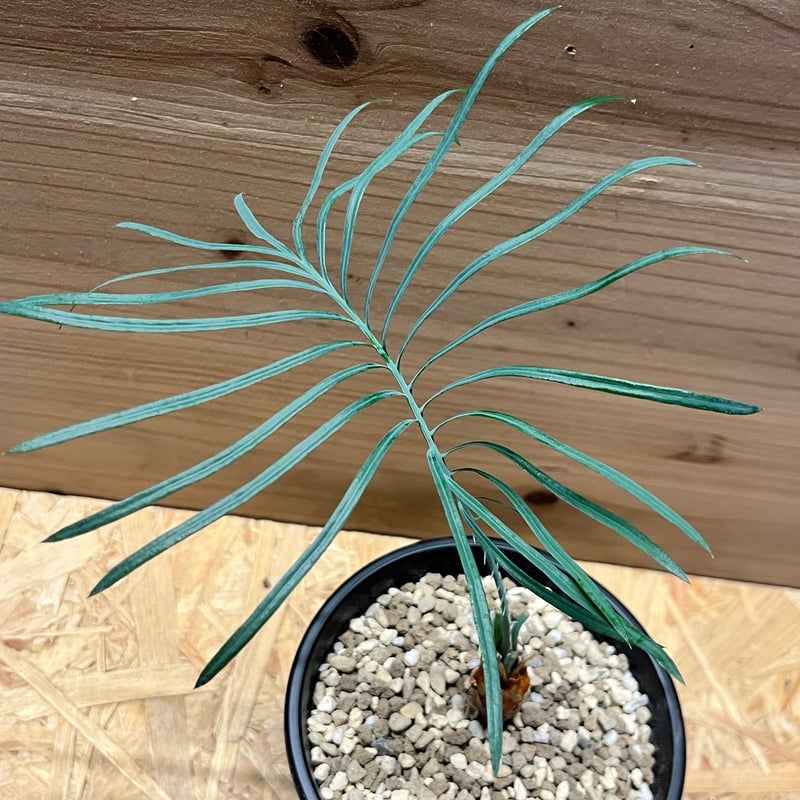 ベストセレクション 2サイカス カイルンシアナ ブルー葉 ベストセレクション 2サイカス カイルンシアナ ブルー葉