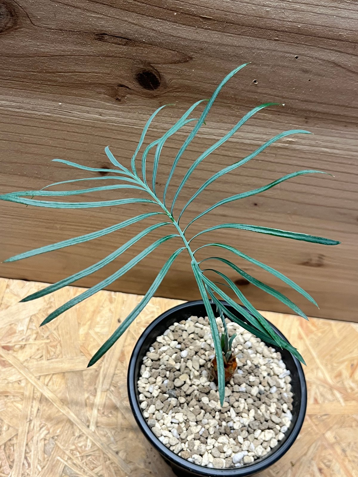 サイカス カイルンシアナ | GREEN LUCK