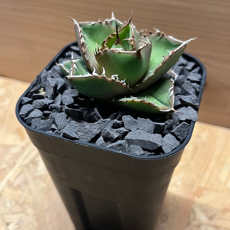 アガベ チタノタ 'NO NAME' 台湾ヤンチェン | GREEN LUCK