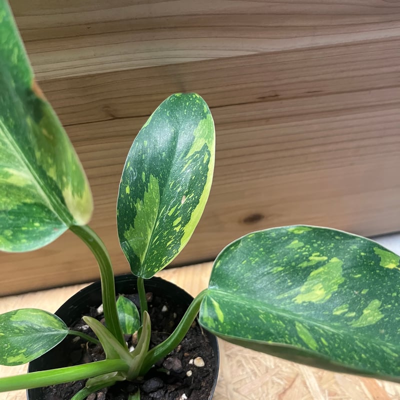 フィロデンドロン グリーンコンゴ バリエガータ | GREEN LUCK