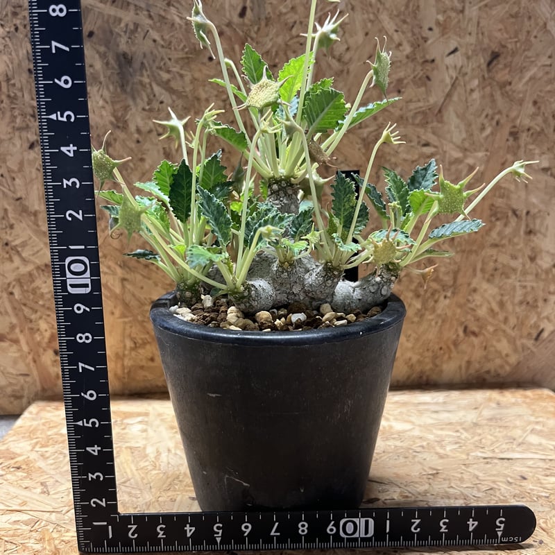 ドルステニア ホルウッディ | GREEN LUCK