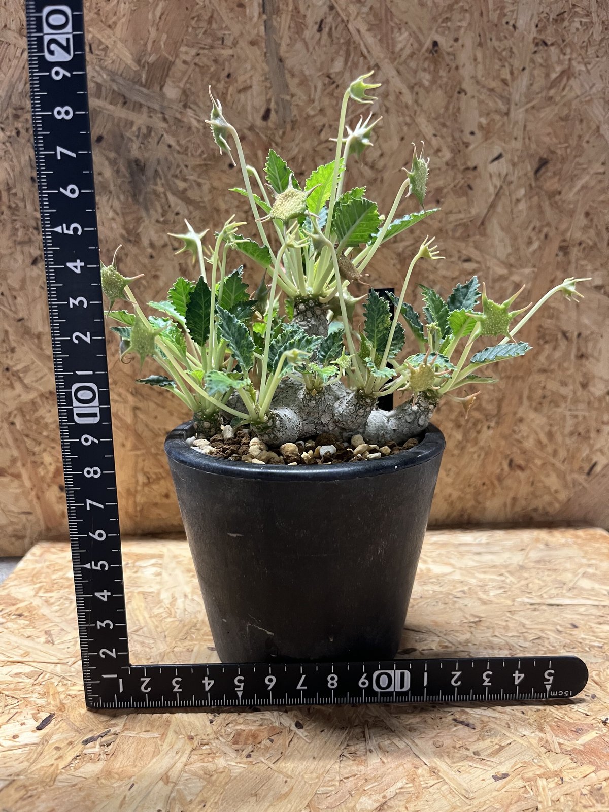 ドルステニア ホルウッディ | GREEN LUCK