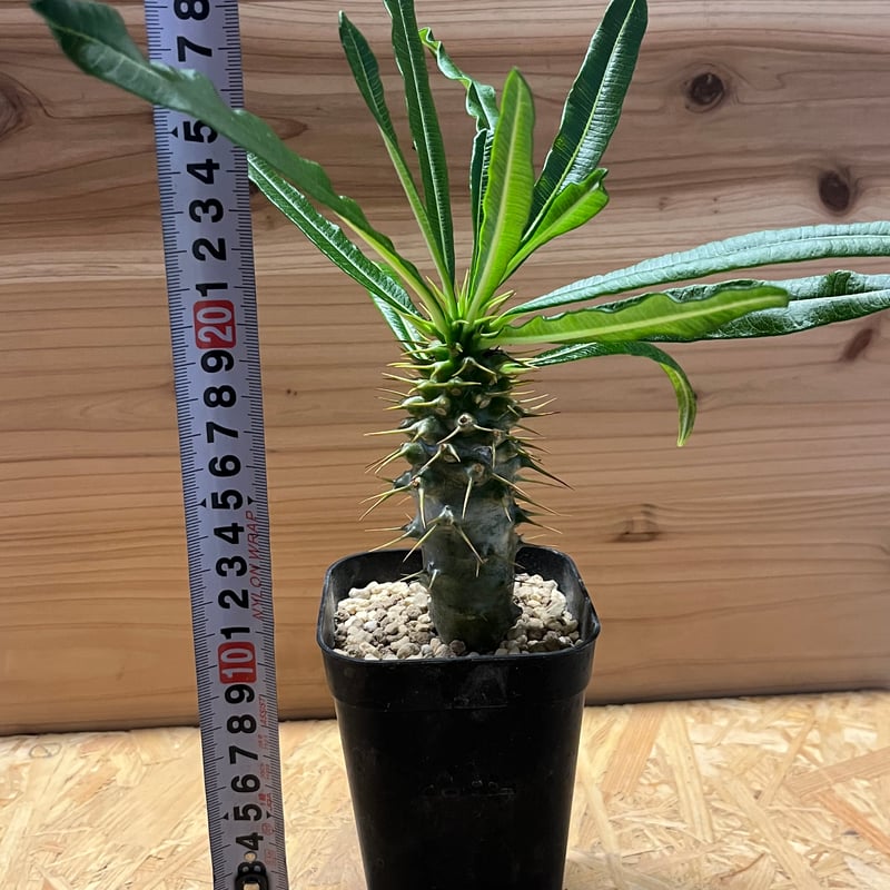 パキポディウム アンボンゲンセ | GREEN LUCK