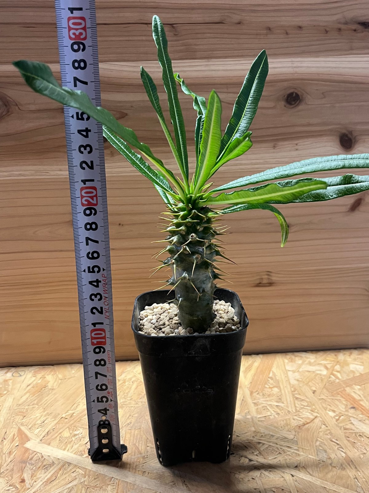 パキポディウム アンボンゲンセ | GREEN LUCK