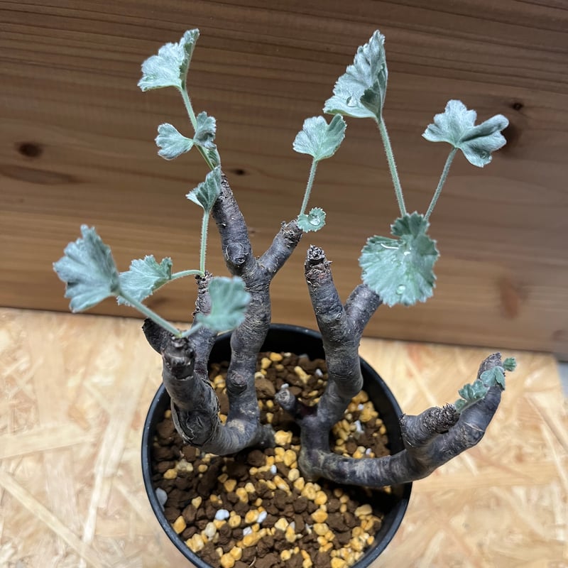 ペラルゴニウム ミラビレ | GREEN LUCK