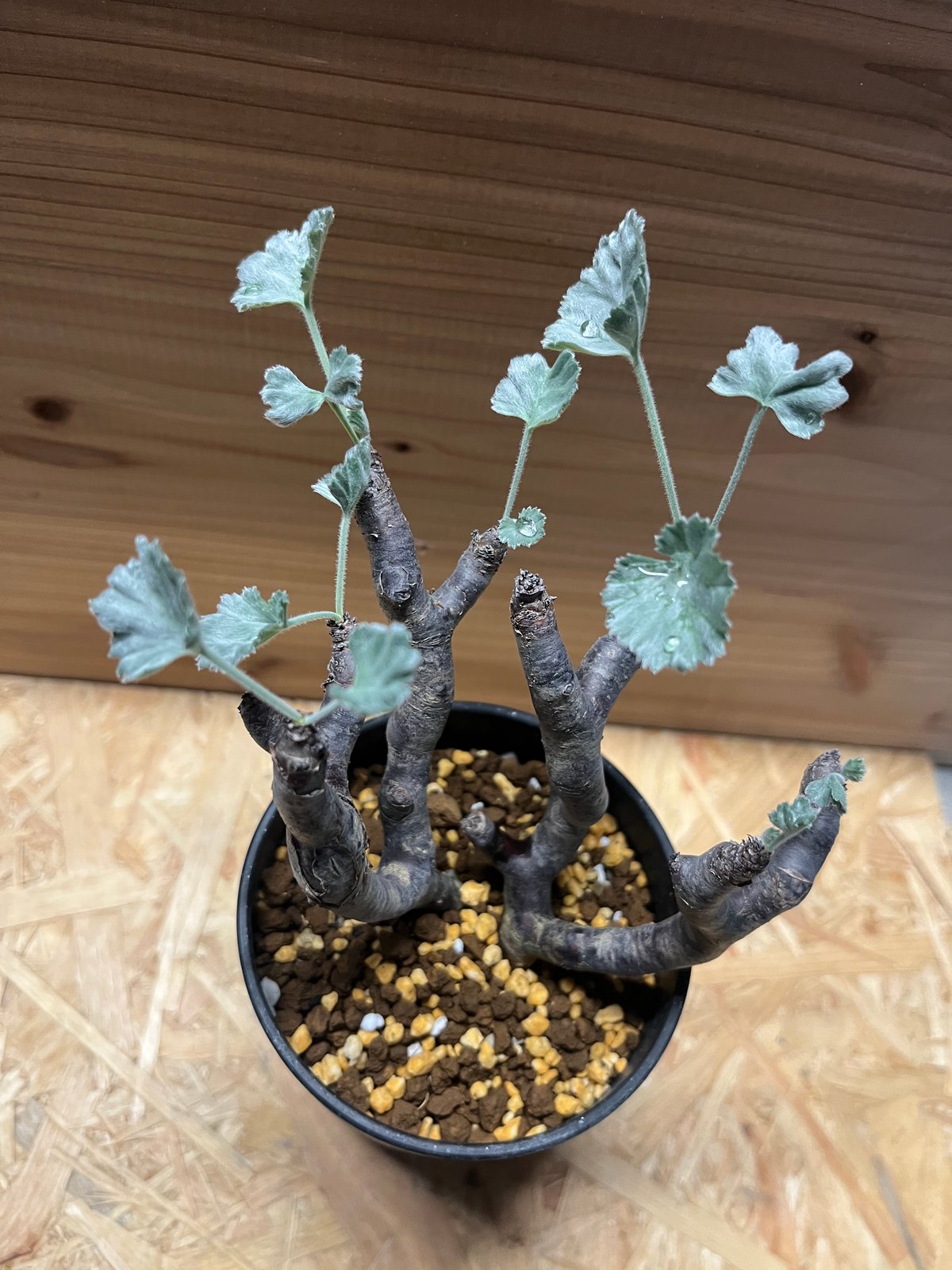 あさ丸■ペラルゴニウムミラビレPelargonium mirabile あさ丸□ペラルゴニウムミラビレPelargonium mirabile あさ丸様