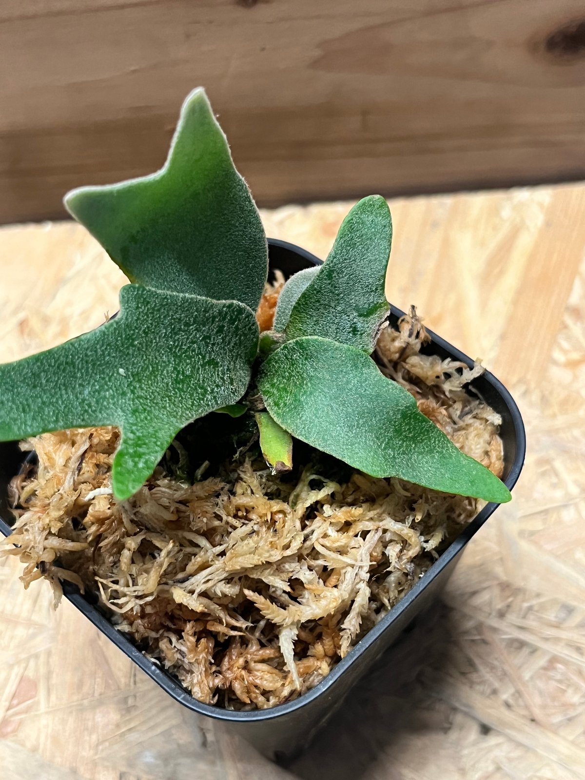 ビカクシダ　15種　③ おはようございます。 ビカクシダの森