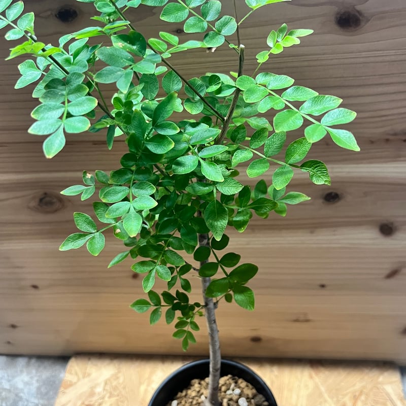 オペルクリカリア ボレアリス | GREEN LUCK