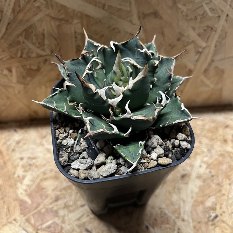 アガベ チタノタ クレイジー | GREEN LUCK