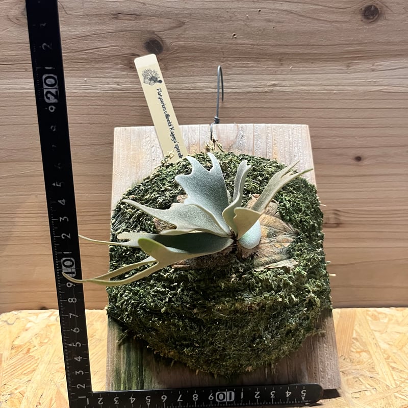 ビカクシダ ウィリンキー 'カグヤ' | GREEN LUCK