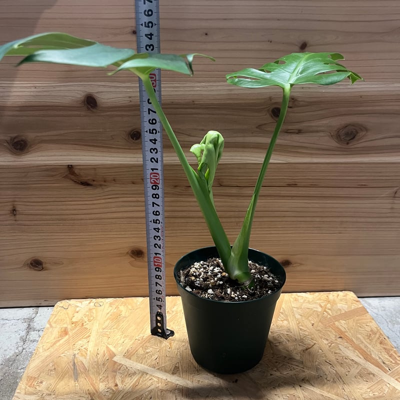 モンステラ デリシオーサ 実生 癖あり | GREEN LUCK