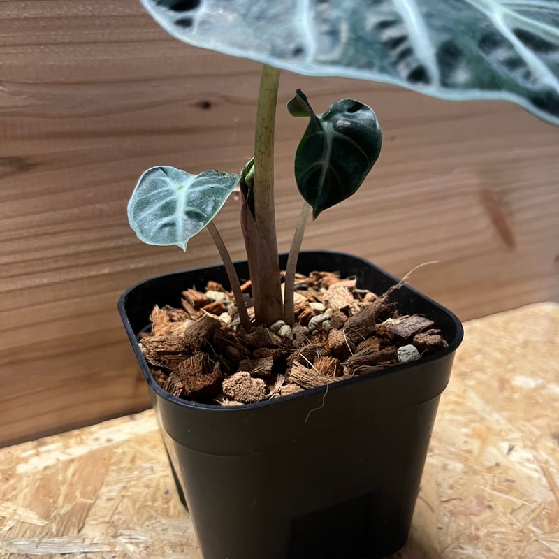 アロカシア ベイビー | GREEN LUCK