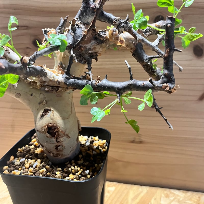 コミフォラ カタフ ピュア | GREEN LUCK