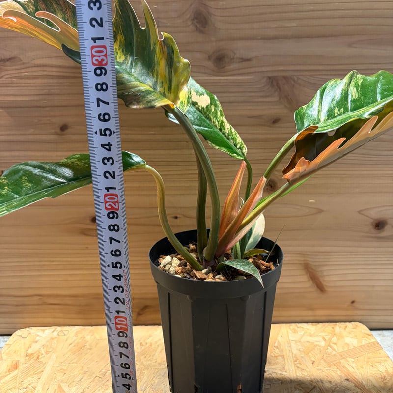 Philodendron Caramel Marble Variegatedフィロデンドロン キャラメル