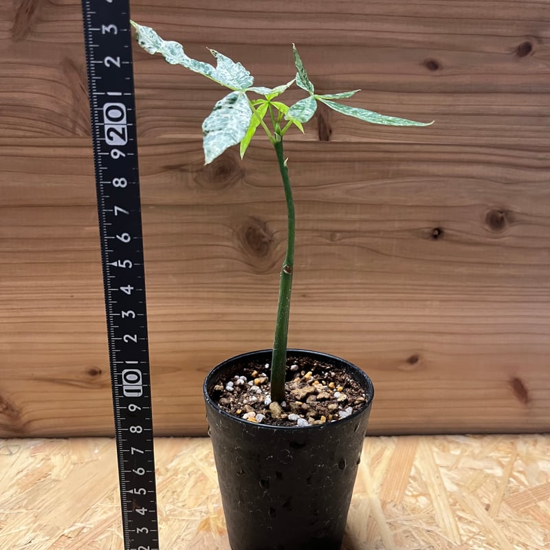 パキラ グラブラ 斑入り 実生 | GREEN LUCK