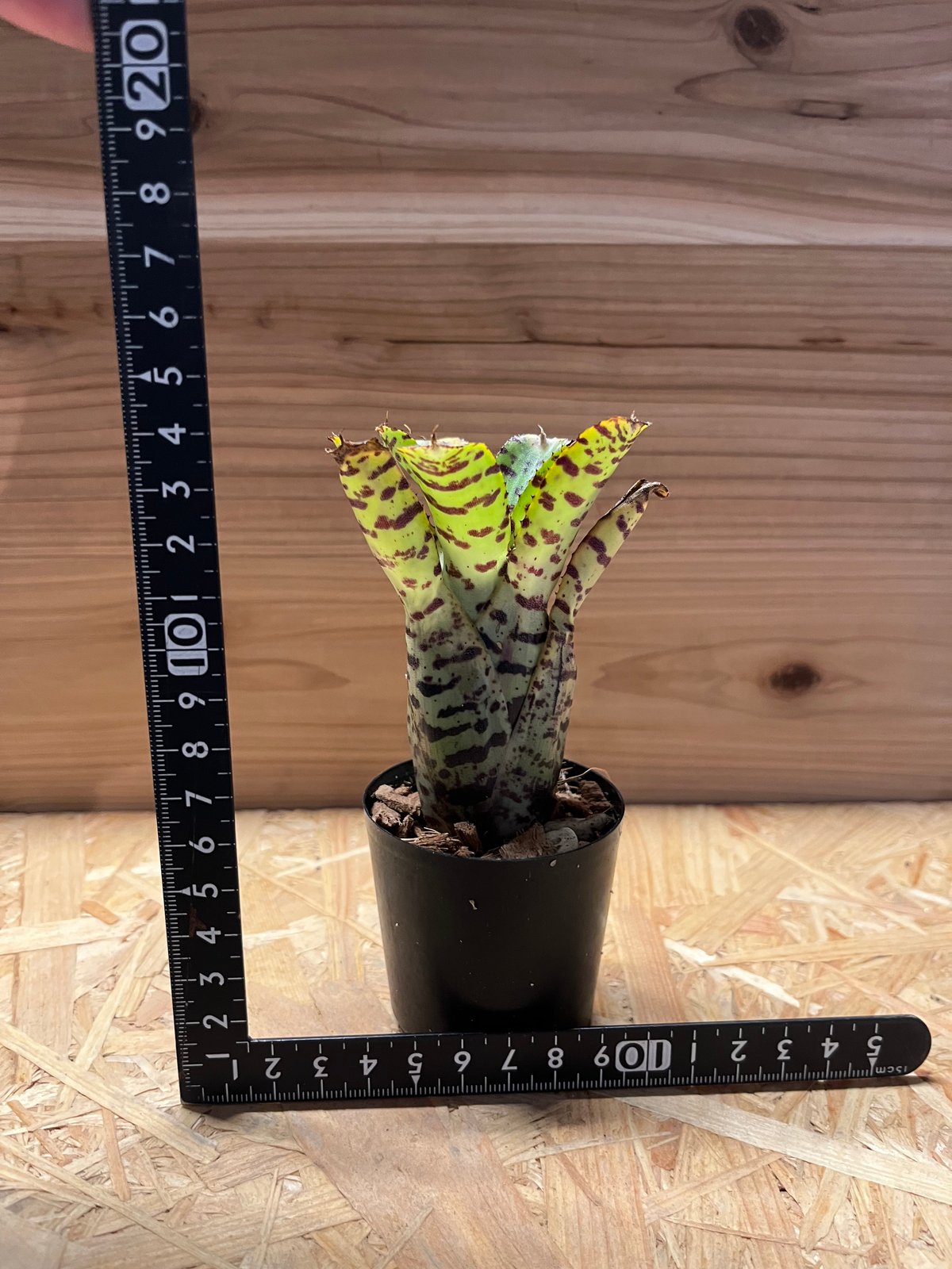 ネオレゲリア ナウシカ | GREEN LUCK