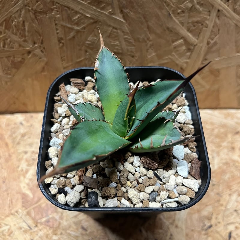 アガベ チタノタ Lupine | GREEN LUCK