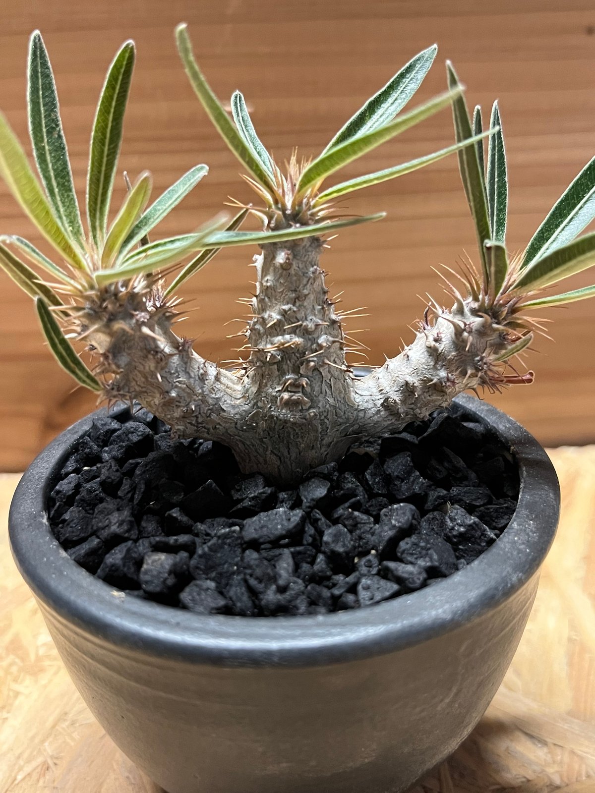 パキポディウムグラキリス 黒鉢付き 園芸ネット本店｜パキポディウム：グラキリス（黒肌） 3.5号25-01 の