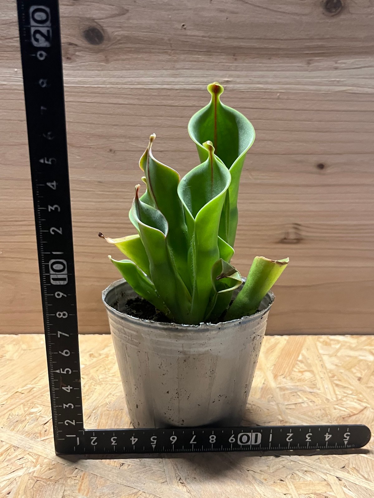 ヘリアンフォラ | GREEN LUCK