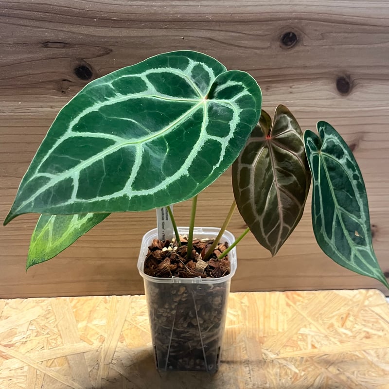 アンスリウム マグニフィカム'シルバー'×（ミシェル×ザラ）F3 | GREEN LUCK