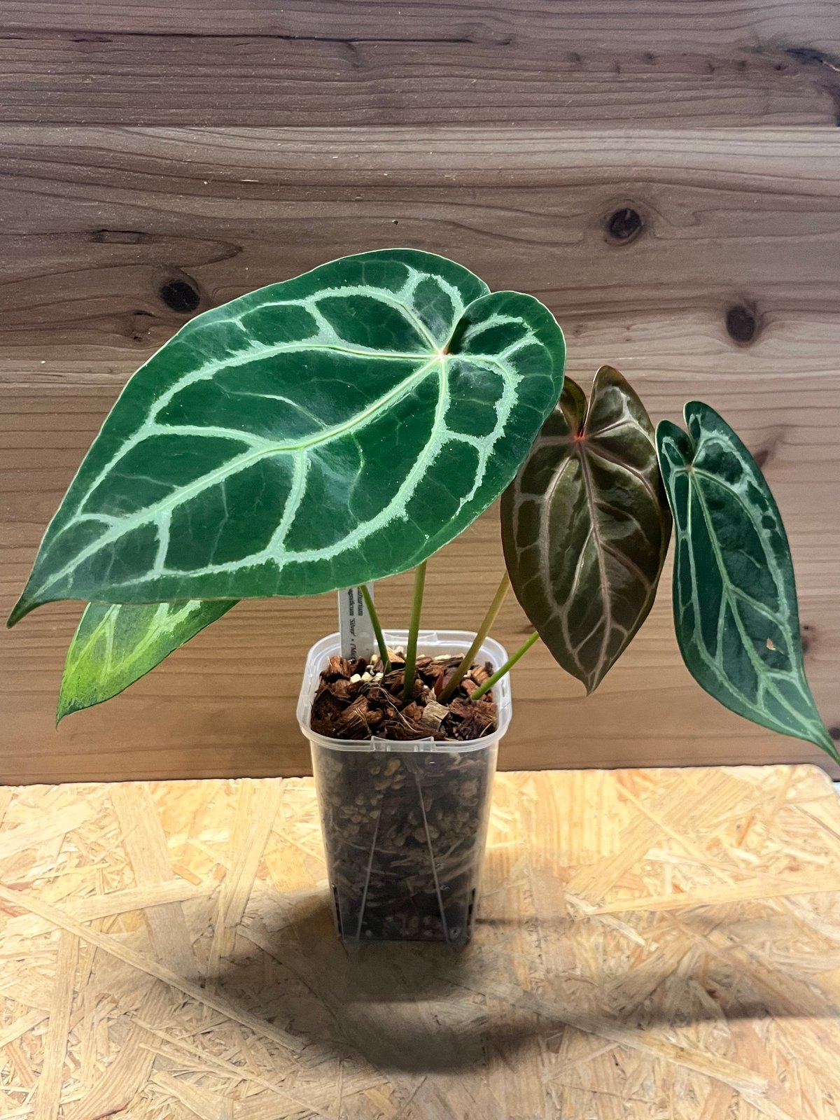 アンスリウム マグニフィカム'シルバー'×（ミシェル×ザラ）F3 | GREEN LUCK