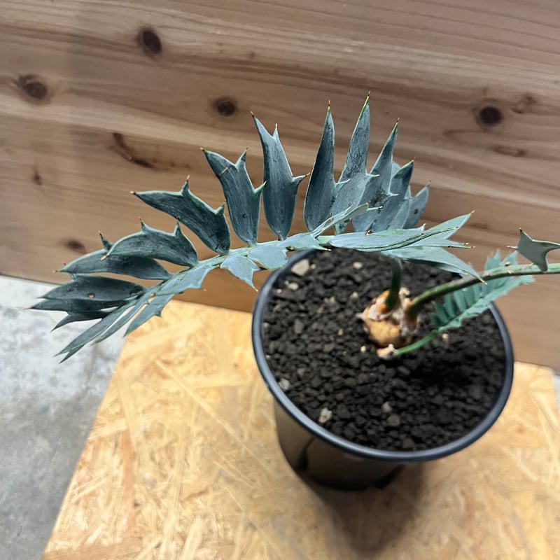 エンセファラルトス ホリダス | GREEN LUCK