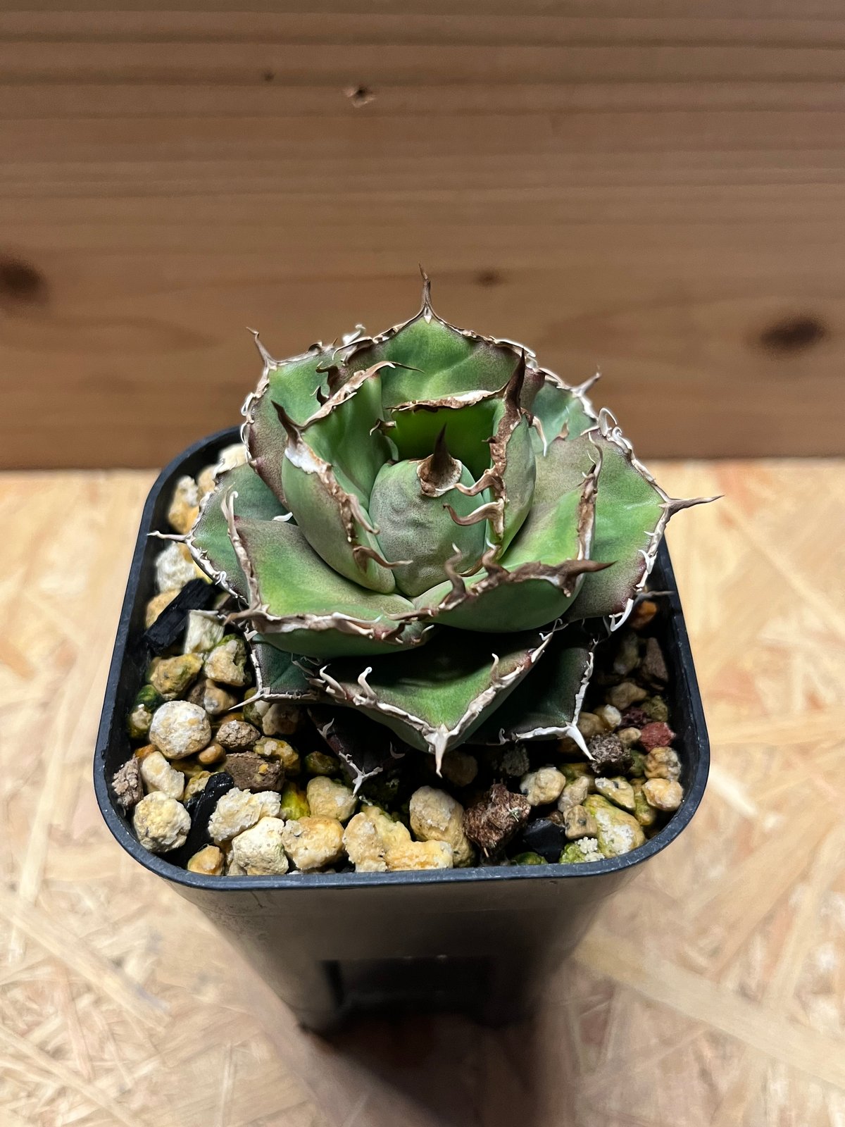 アガベ　チャム　chum イラン株 fit=scale-down,w=1200