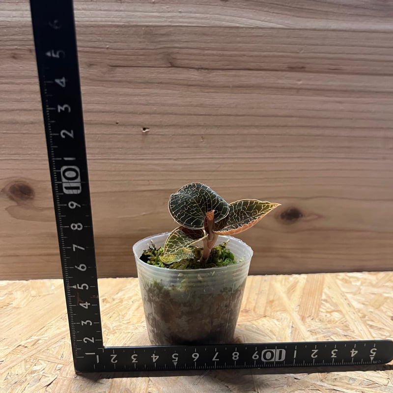 アネクトキルス レッドクラウド | GREEN LUCK