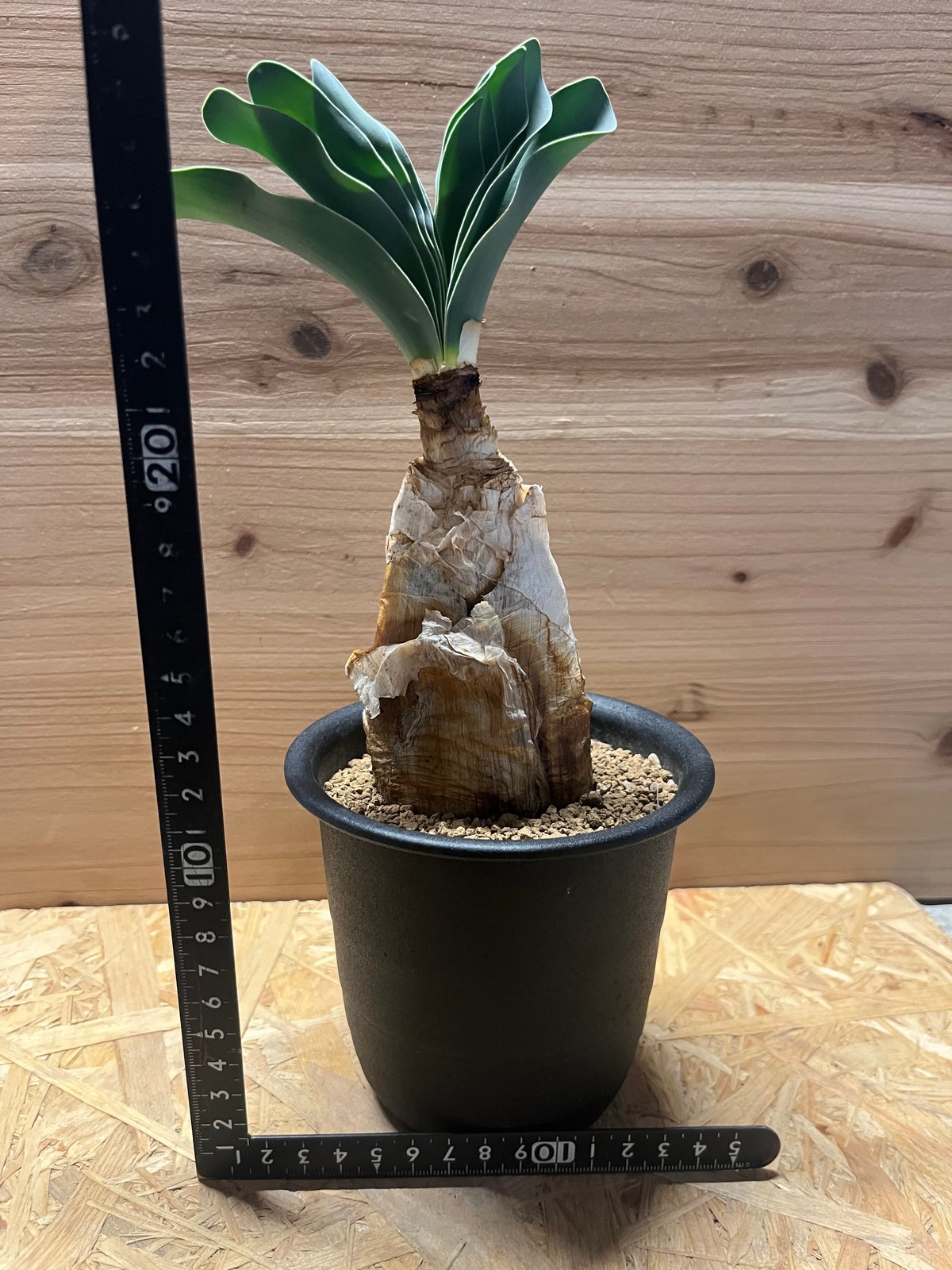 ブーファン ハエマンソイデス | GREEN LUCK