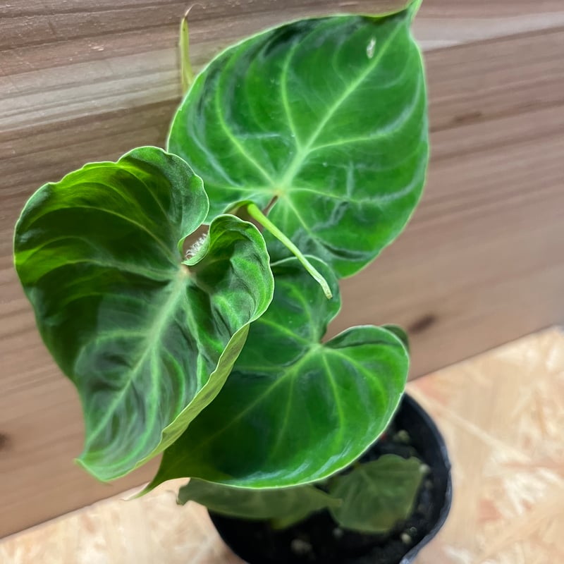 フィロデンドロン ベルコーサム | GREEN LUCK