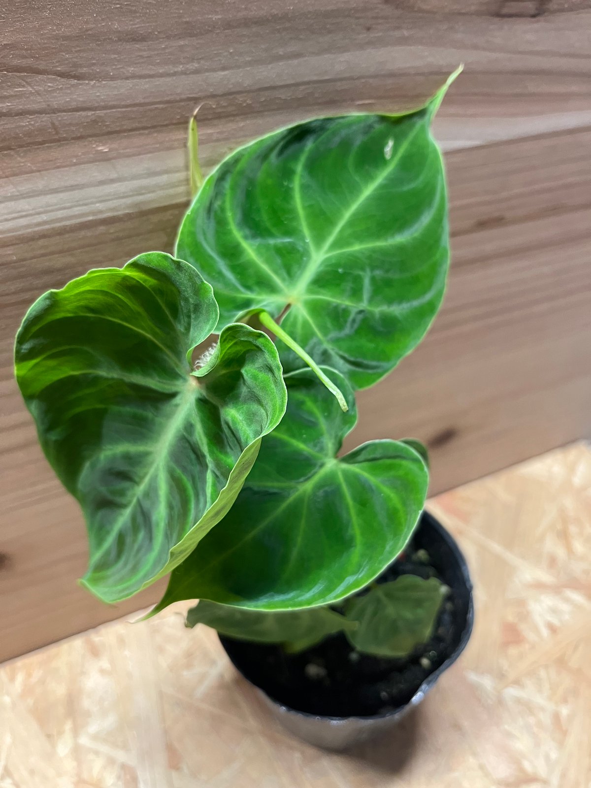 フィロデンドロン ベルコーサム | GREEN LUCK