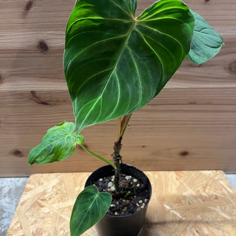フィロデンドロン ベルコーサム J.C.L | GREEN LUCK
