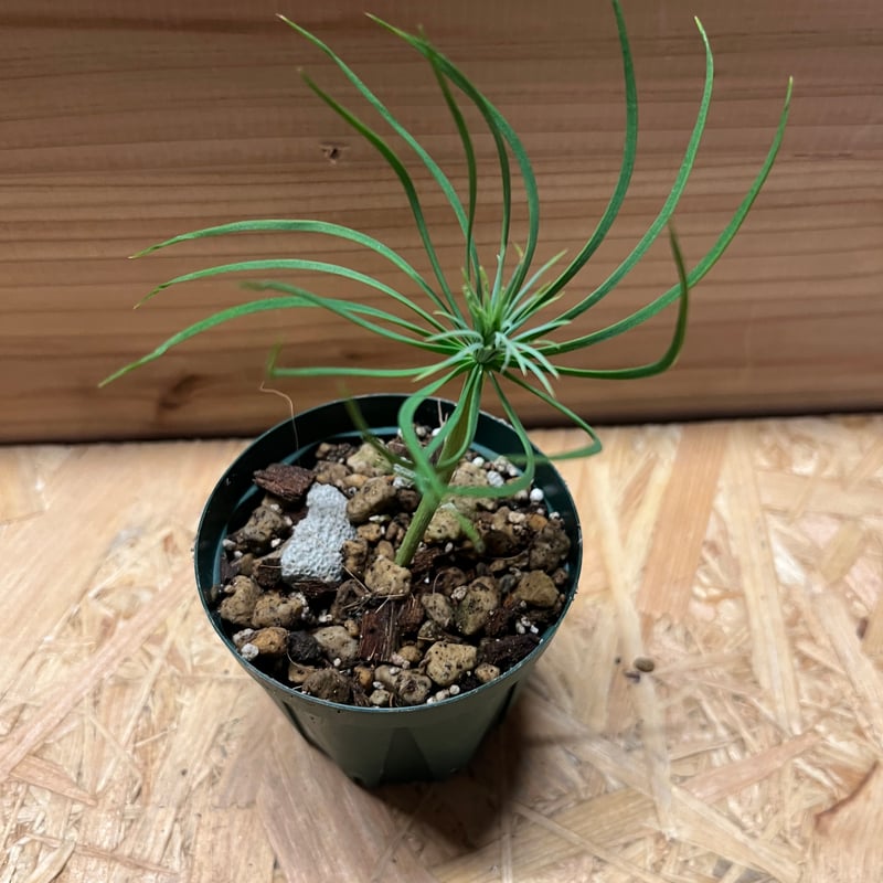 シルバーリーフ　マルチネス　ピニョン松　ピニョンマツ　鉢植え　苗 シルバーリーフ マルチネス ピニョン松 ピニョンマツ 鉢植え 苗